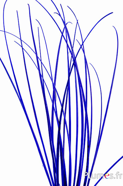 Struzzo Rachis - 60 cm - blu